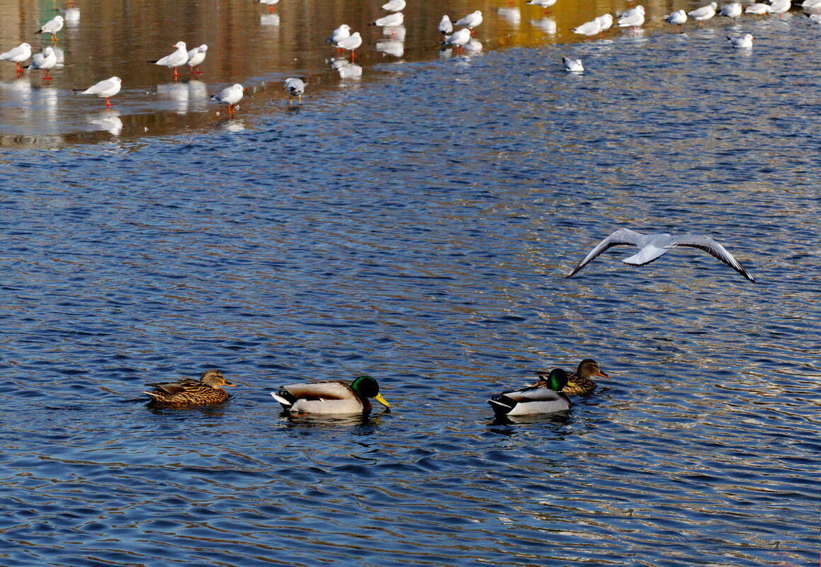 Следуйте за мной... - Николай Саржанов