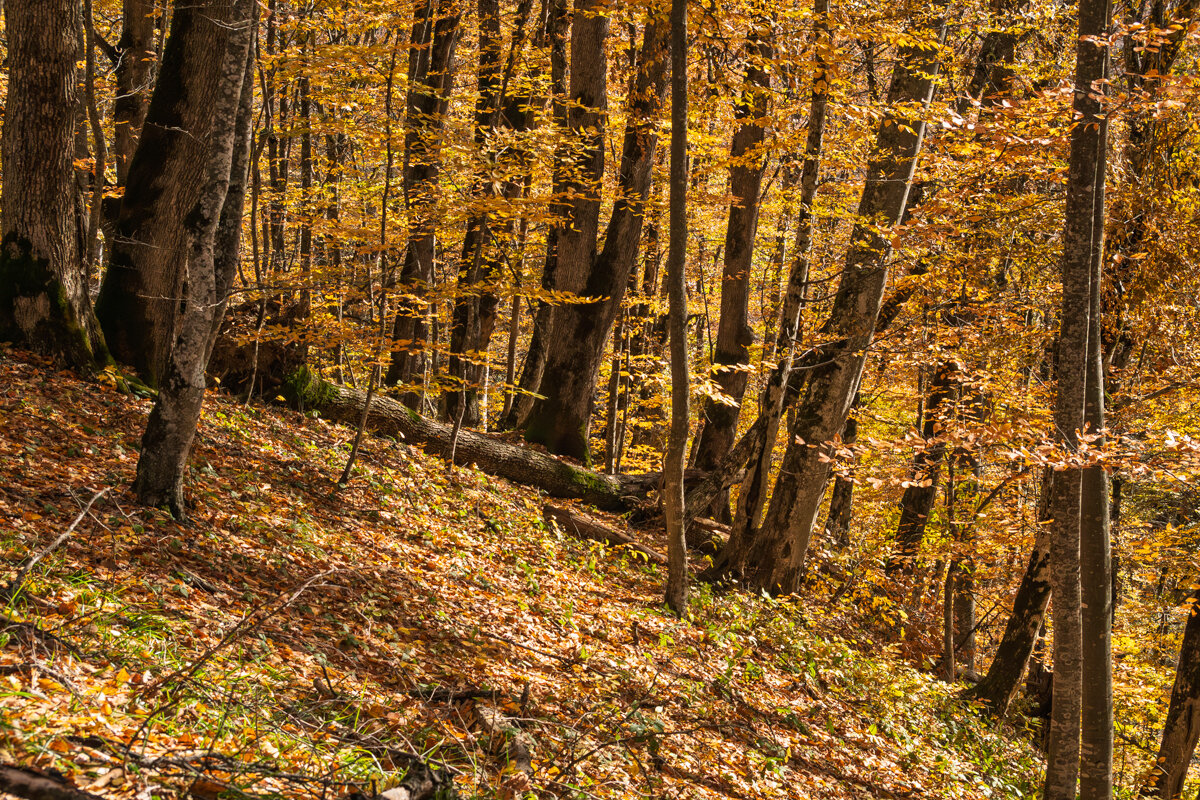 Осень в горах - Игорь Сикорский