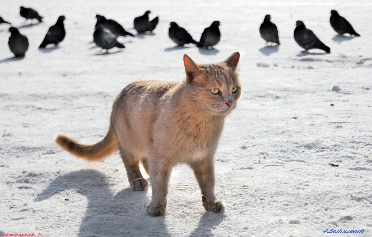 Выхожу один я на охоту....Главное не привлекать внимания...:-) - Андрей Заломленков