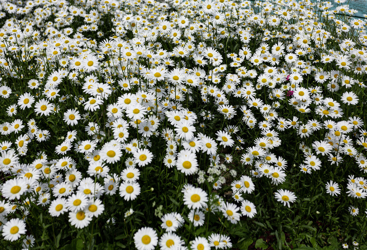 Лето было ромашковым! - Александр Силинский