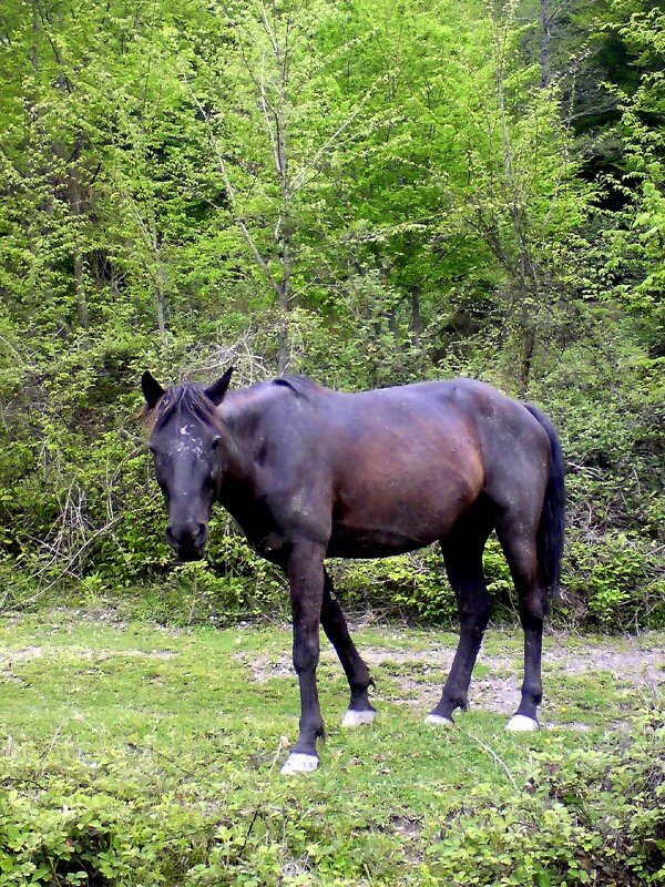 Солох Аул. Прогулка у реки - Tata Wolf