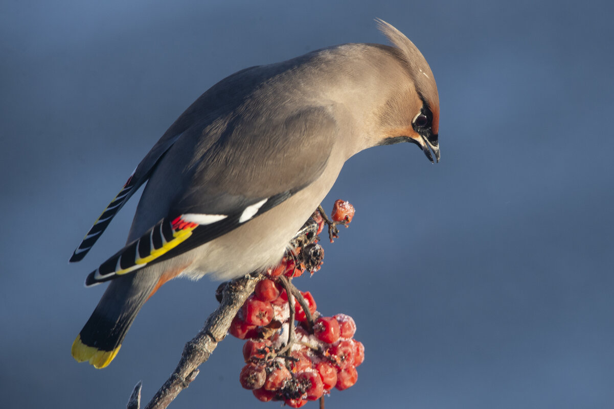 Свиристель и рябина - Ольга Прикуль