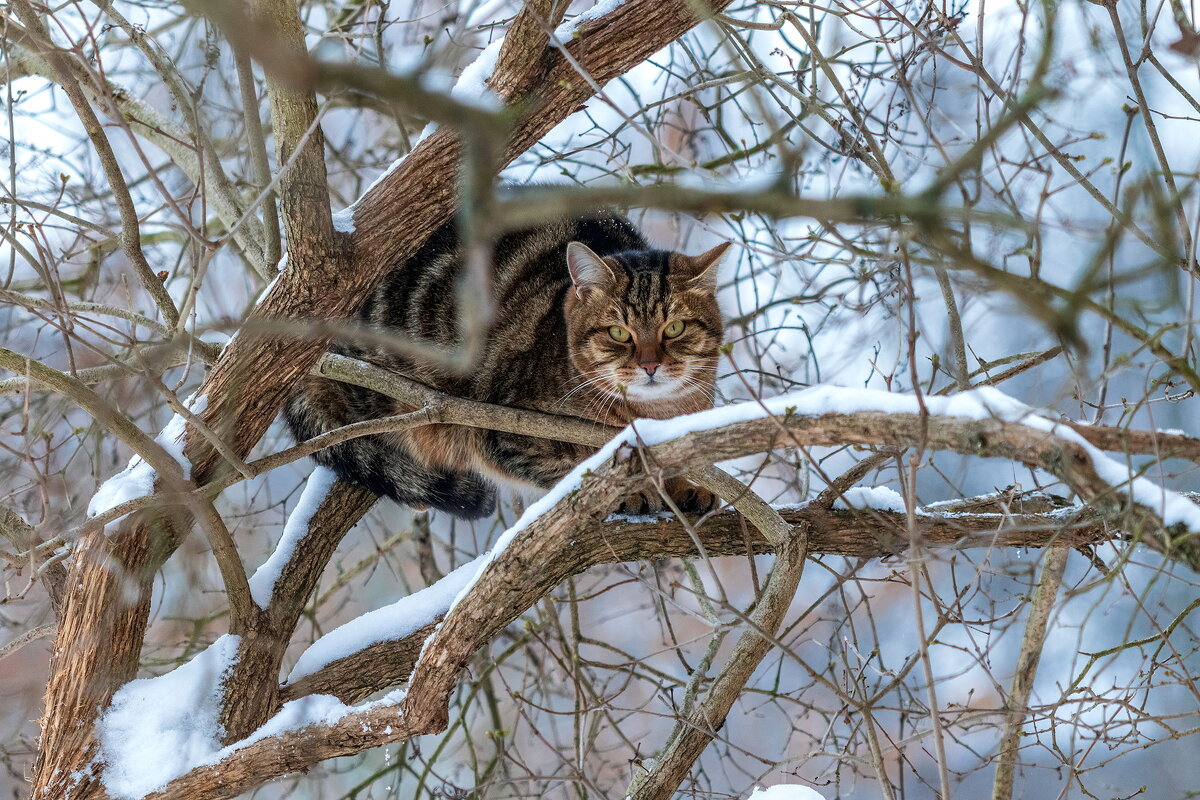 Пристроился. - Анатолий. Chesnavik.