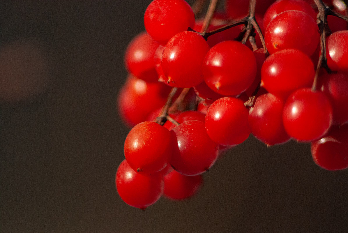 Калина сладкая от стужи - Римма Волченко