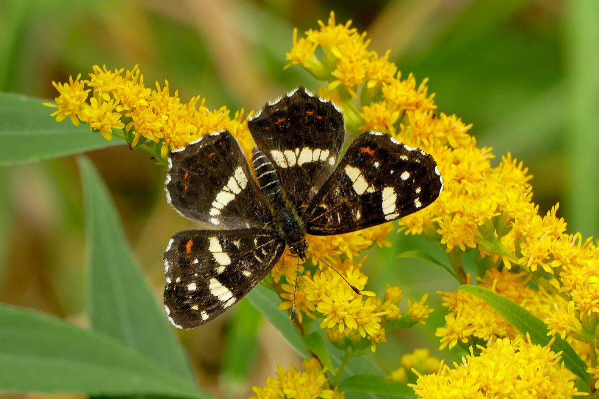 опять про бабочек...323 - Александр Прокудин
