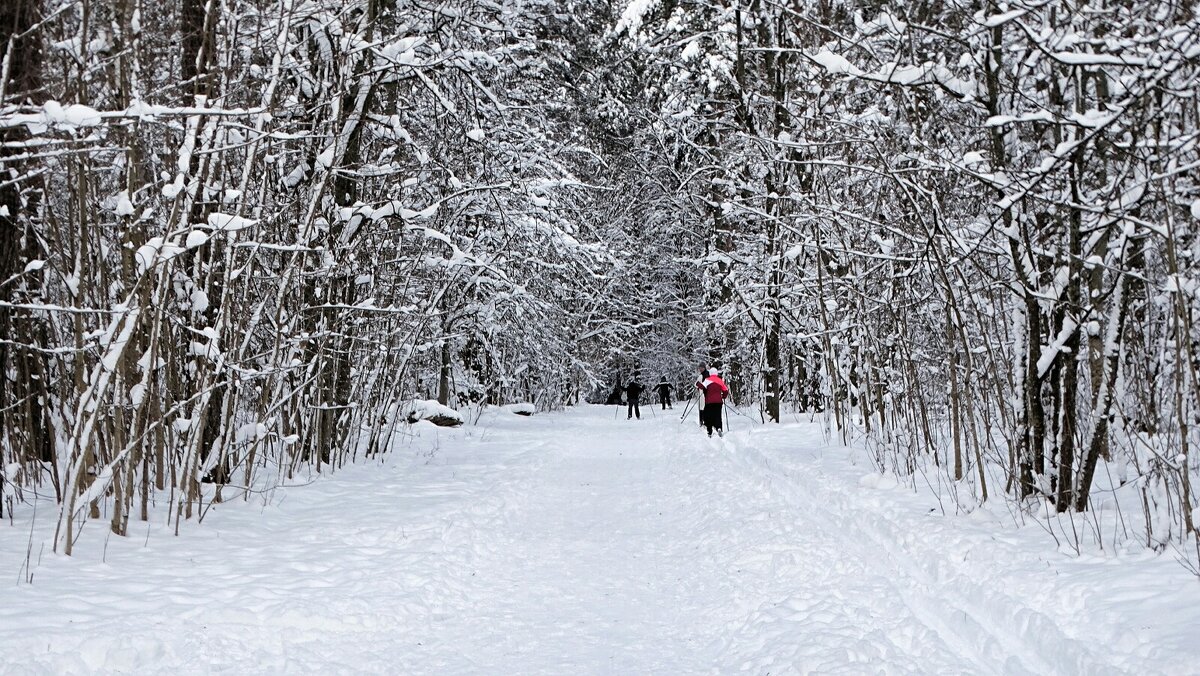 О любителях лыжного спорта. - Милешкин Владимир Алексеевич 