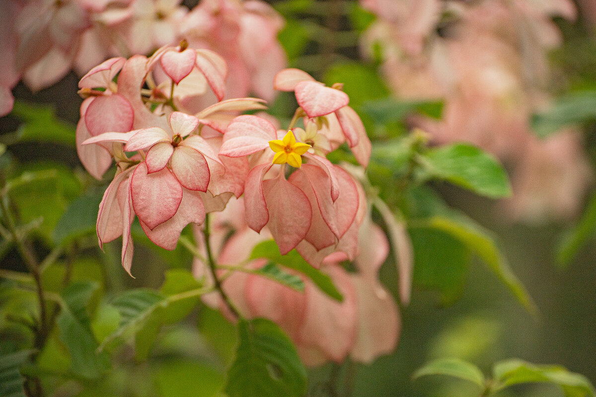 Муссенда розовая. - Svetlana Galvez