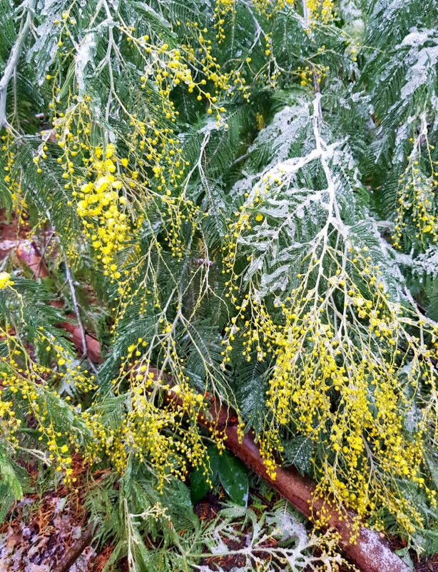Мимоза в январе под снегом. Сочи - Tata Wolf