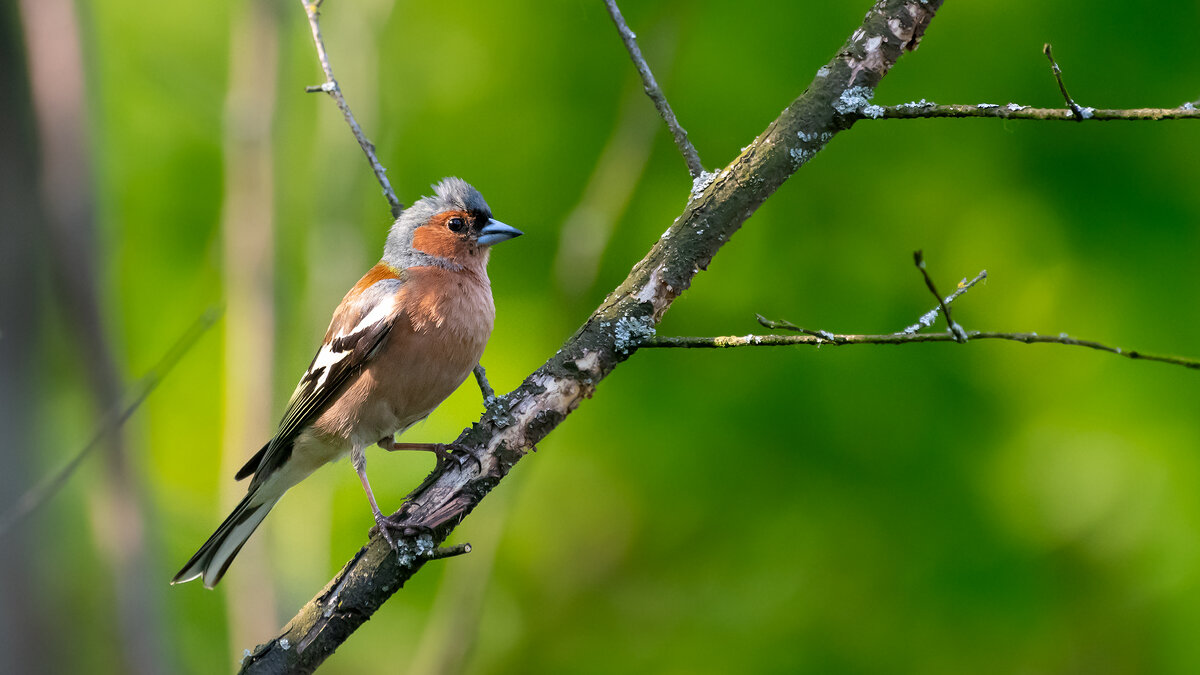 Зяблик - Владимир Лазарев