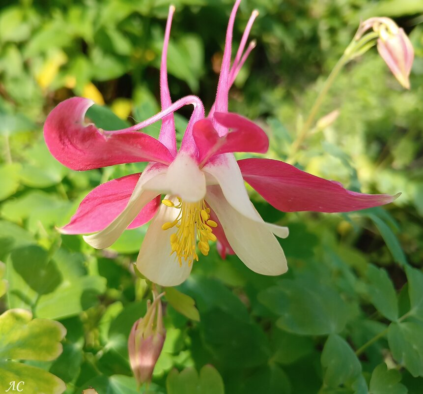 Капелька тепла в зимнюю стужу - Любовь Сахарова