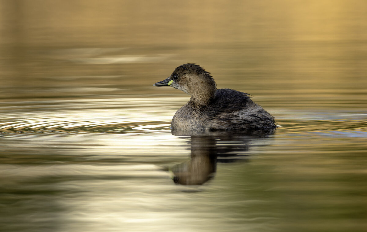 Малая поганка. - Alexander Amromin