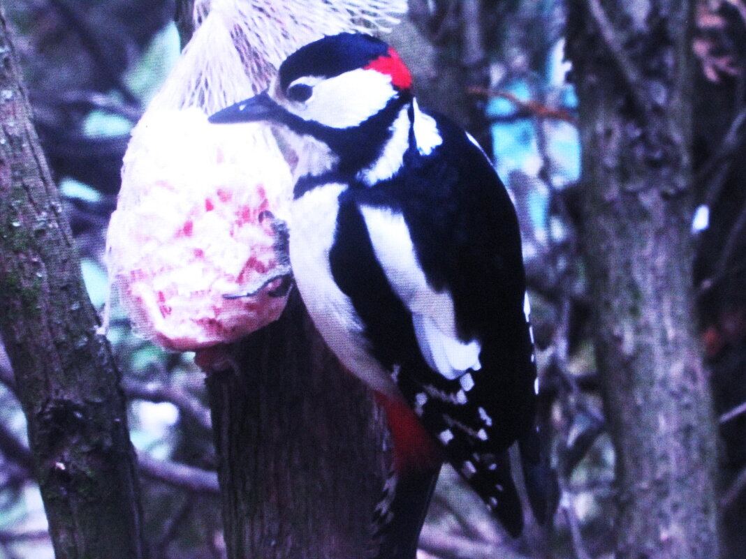 Вот и дятел прилетел - Людмила Смородинская