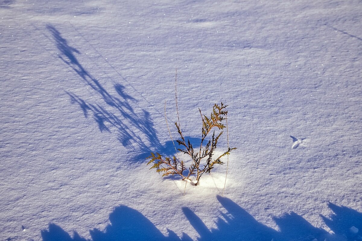 Снег, свет и тени - Валерий Иванович