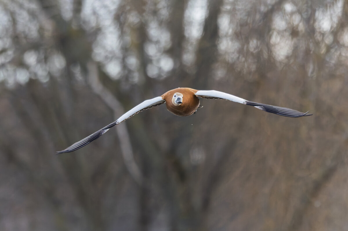 огарь в полете. - юрий макаров