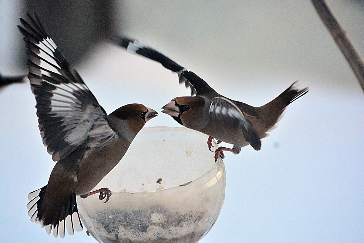 это выяснение отношений или птичий поцелуй ? - леонид логинов