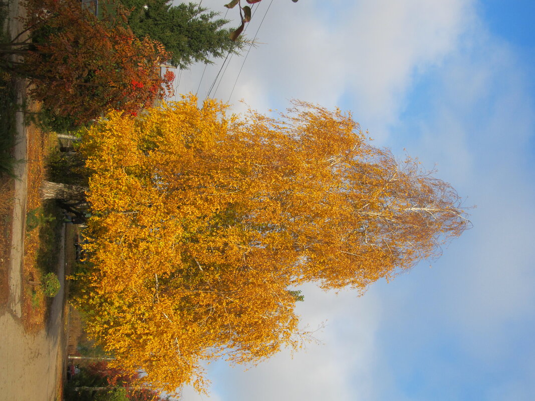 прекрасный октябрь - Елена Шаламова