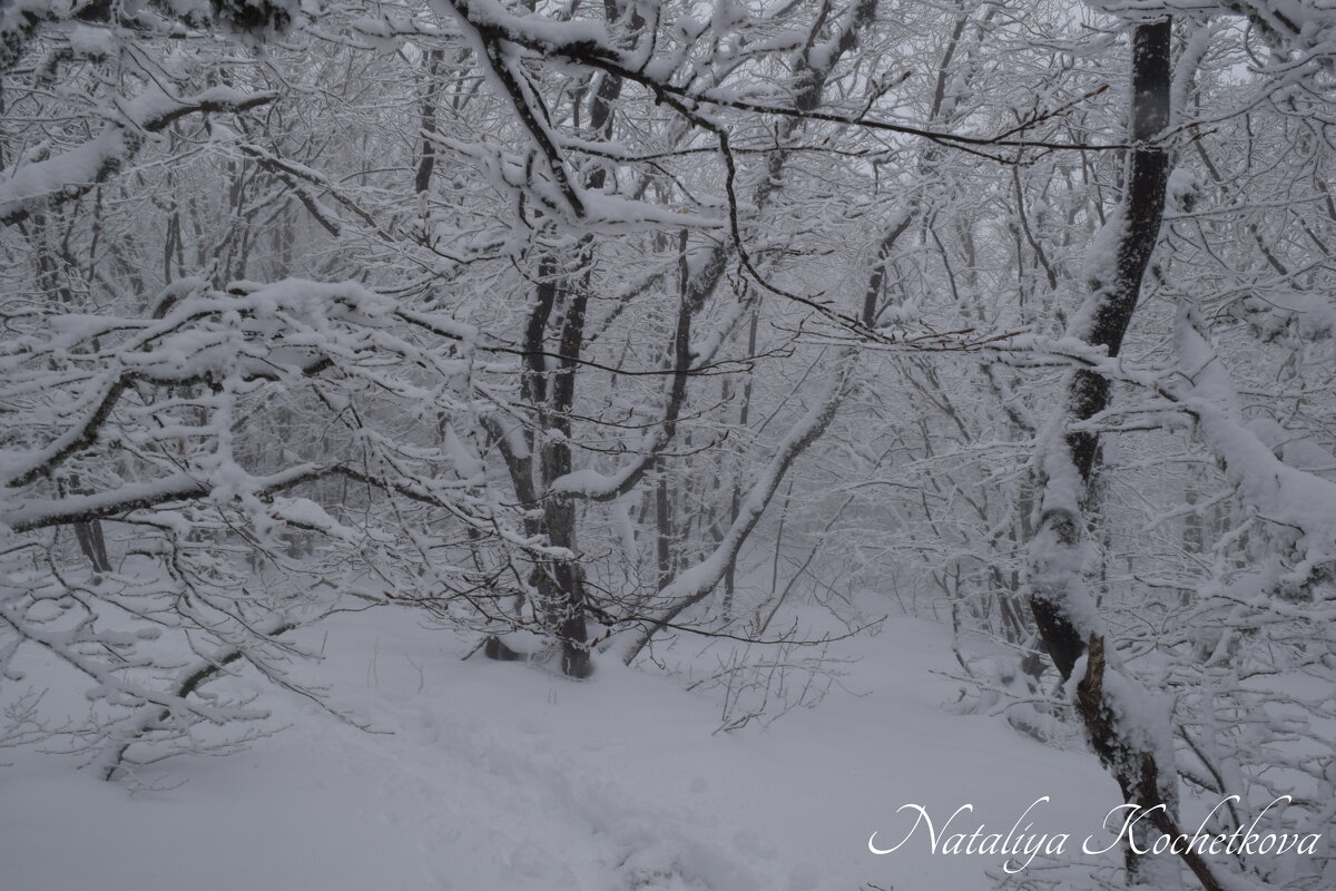 Природа Крыма - Amazing Cosmea