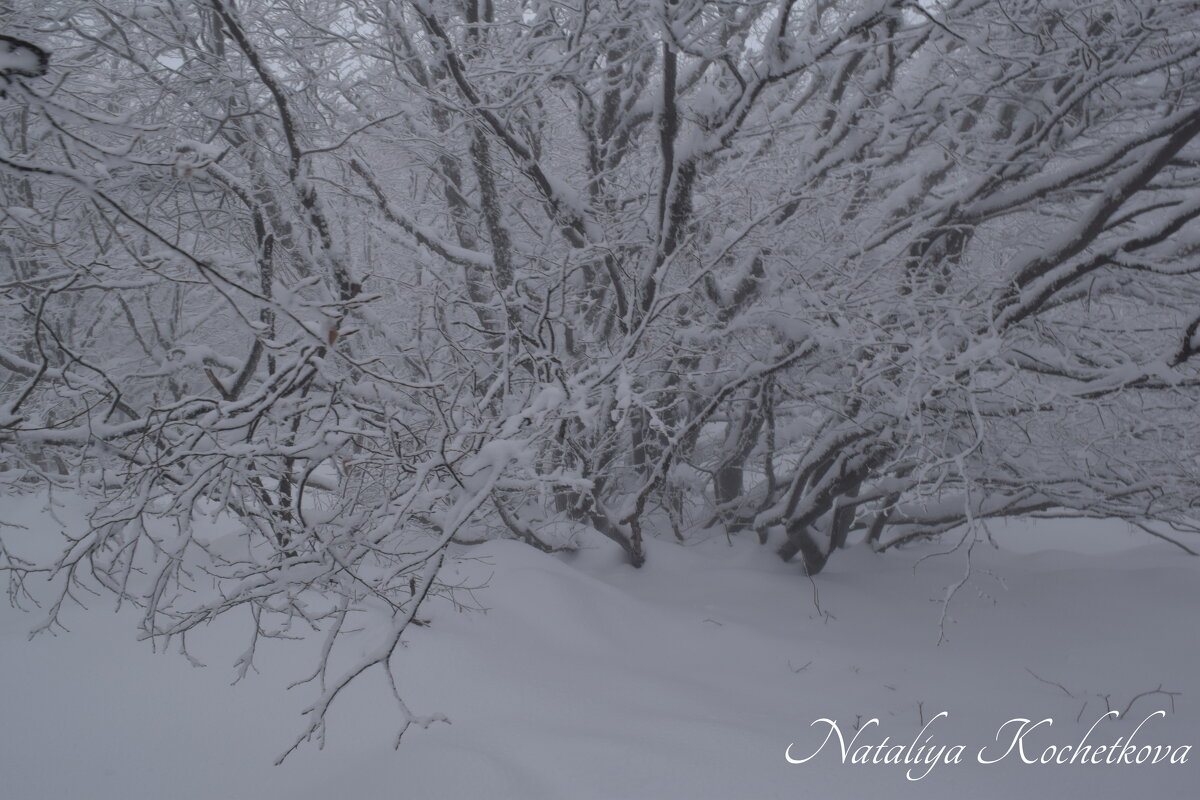 Природа Крыма - Amazing Cosmea