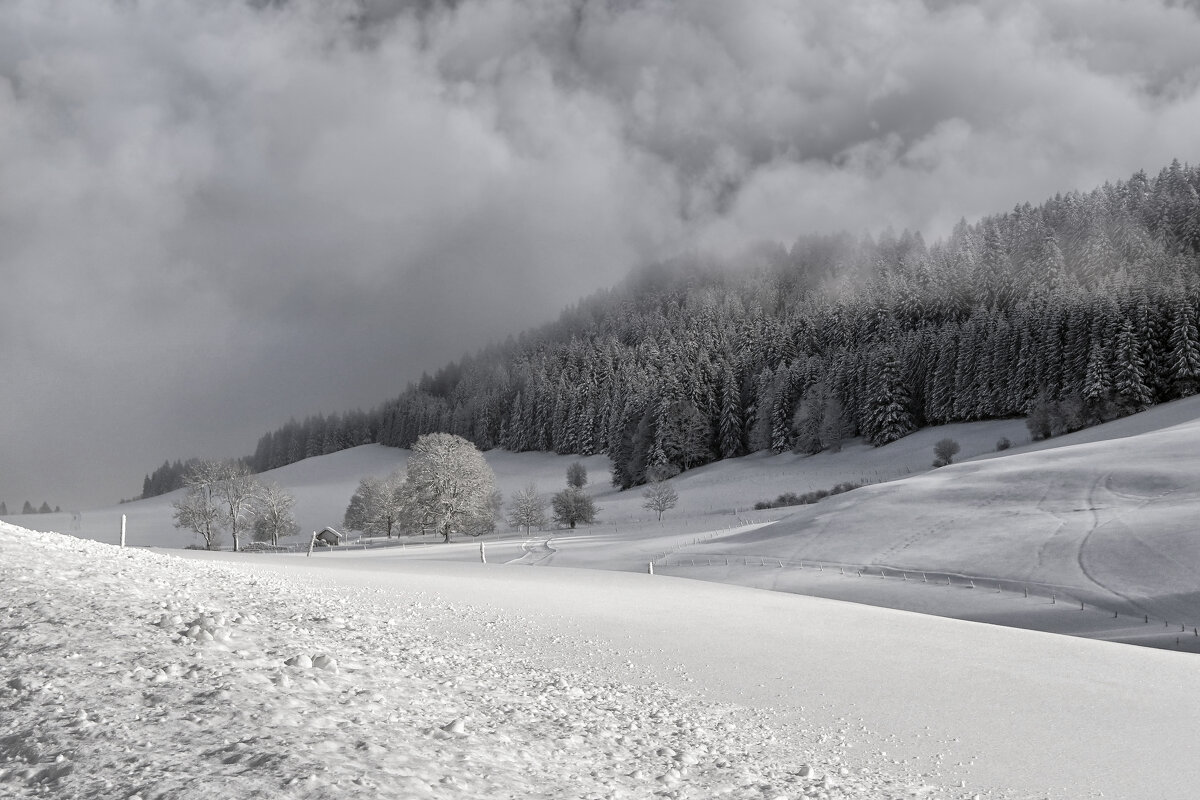 Циклон - Лилия .