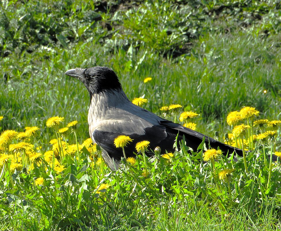 Романтичная ворона - Лариса С.