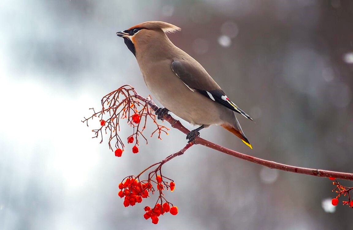 Свиристель - Василий 