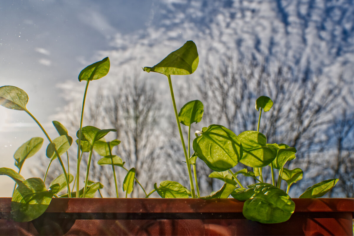 Январь, щавель на балконе ... - Jakob Dick