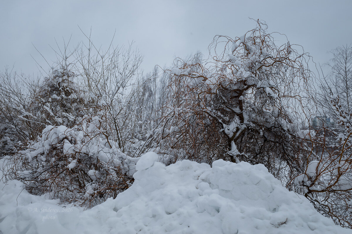 Куст в снегу - Александр Синдерёв