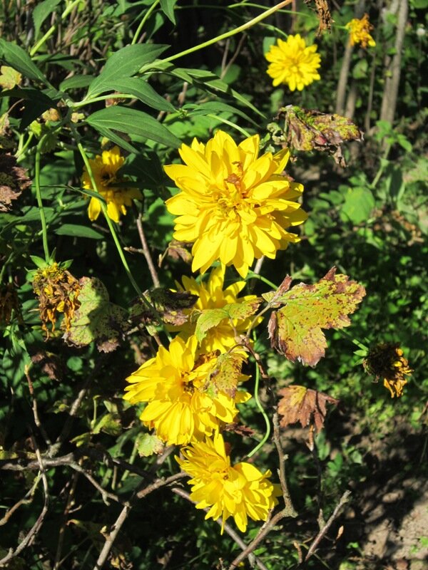 Золотые шары - Дмитрий Никитин