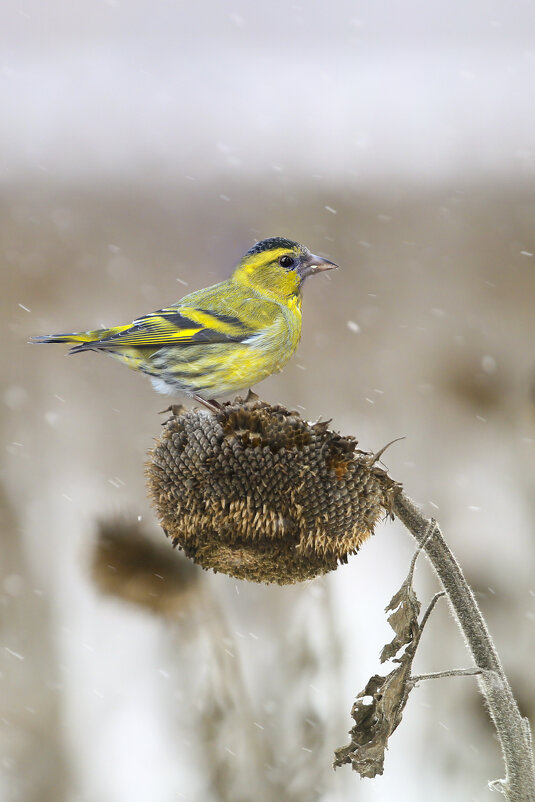 Чиж - Валерий Черняк