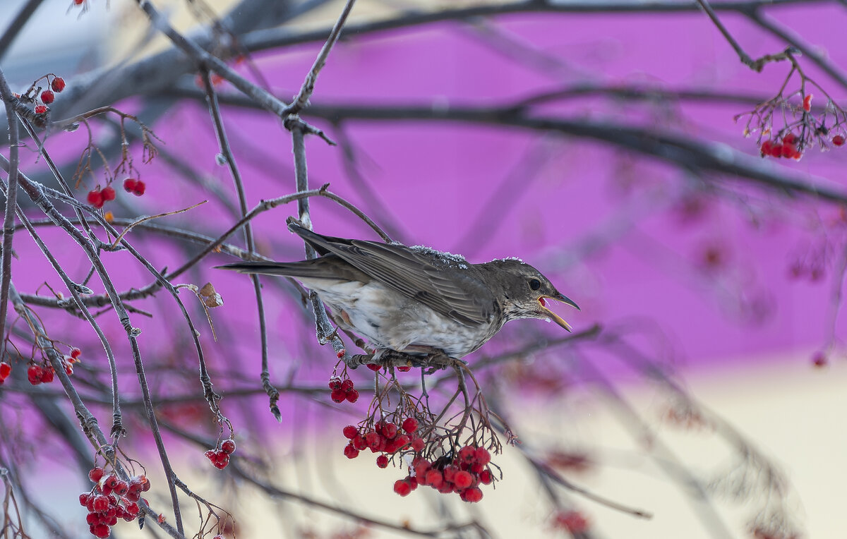 Рябинник на Рябине, где ему ещё быть. - Вадим Басов