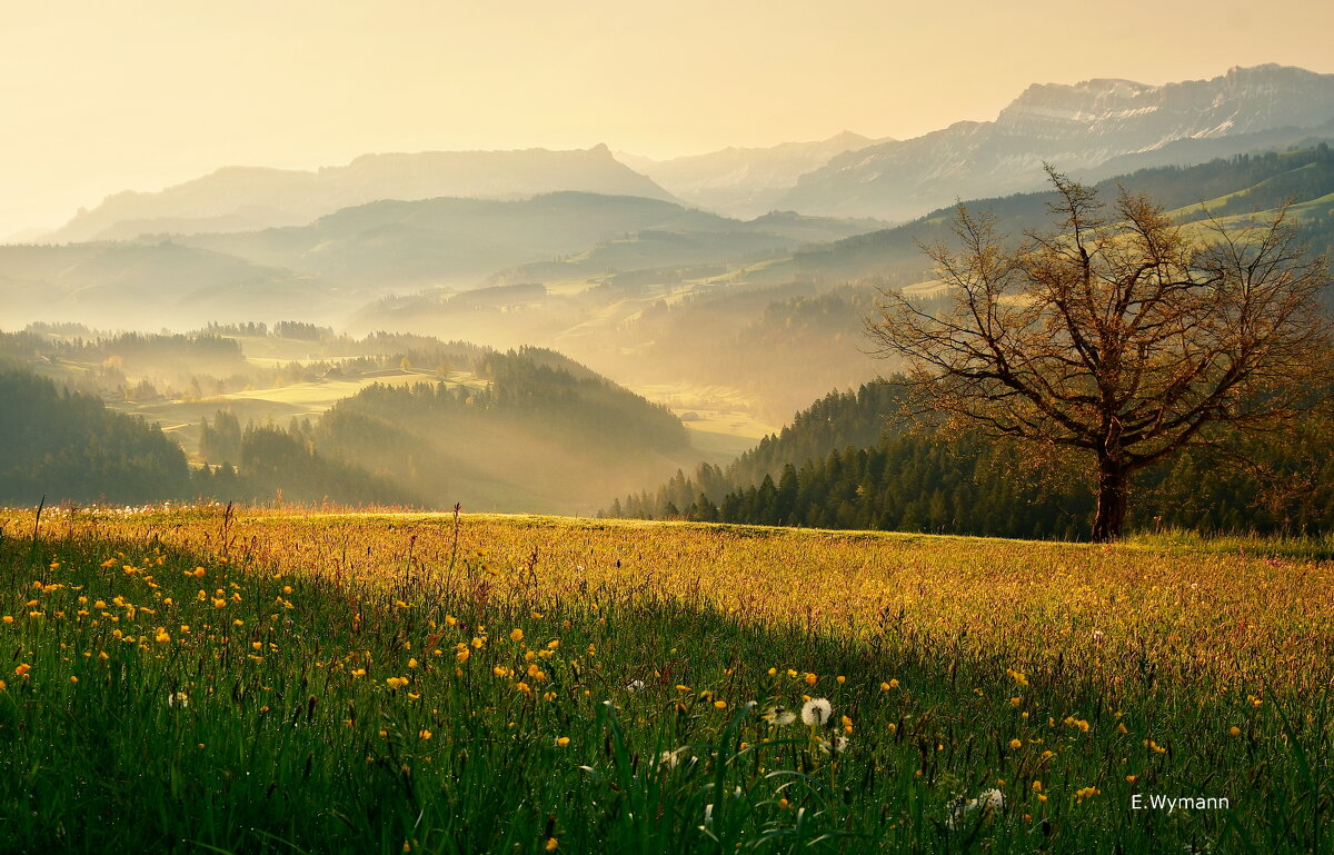 spring - Elena Wymann