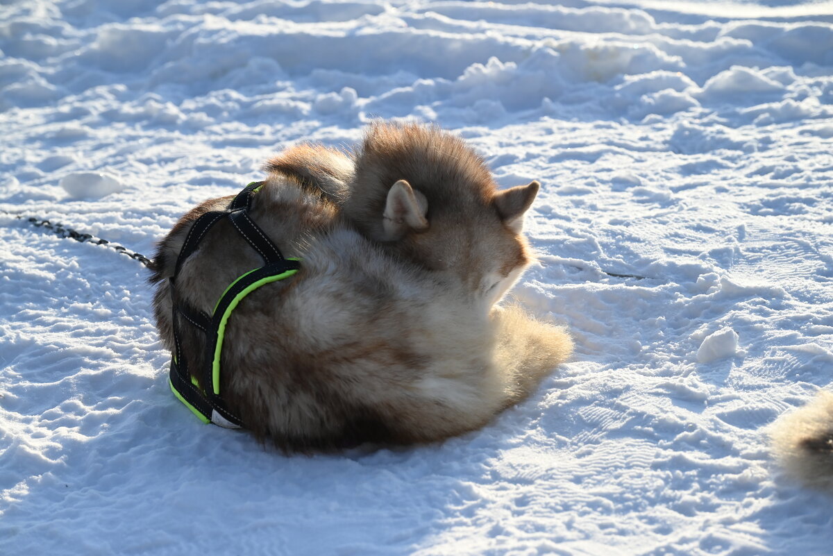 Холодно) - Митяй Митрич