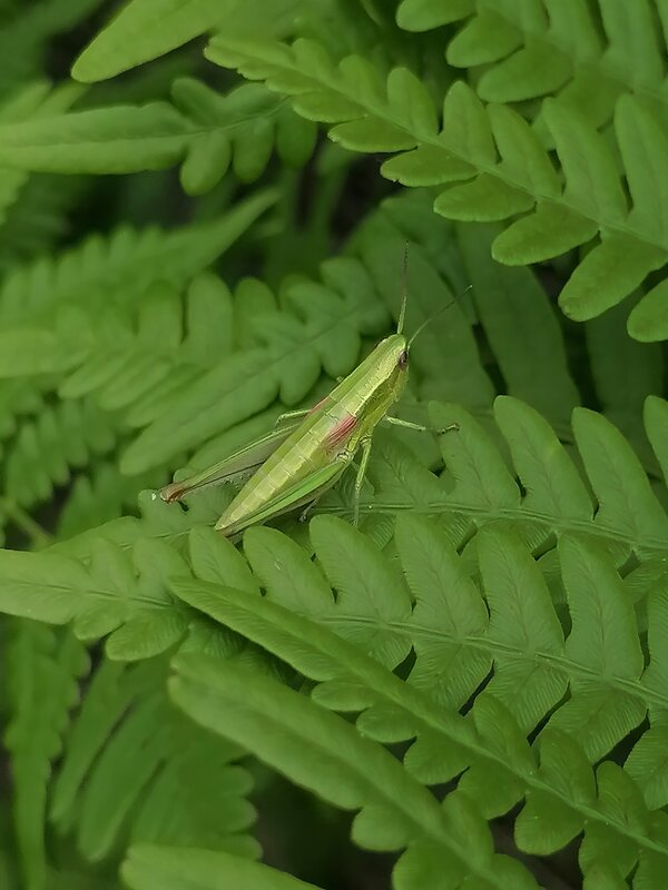 ** - Зоя Мишина