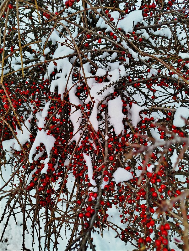 Зимушка-зима! - Надежда 