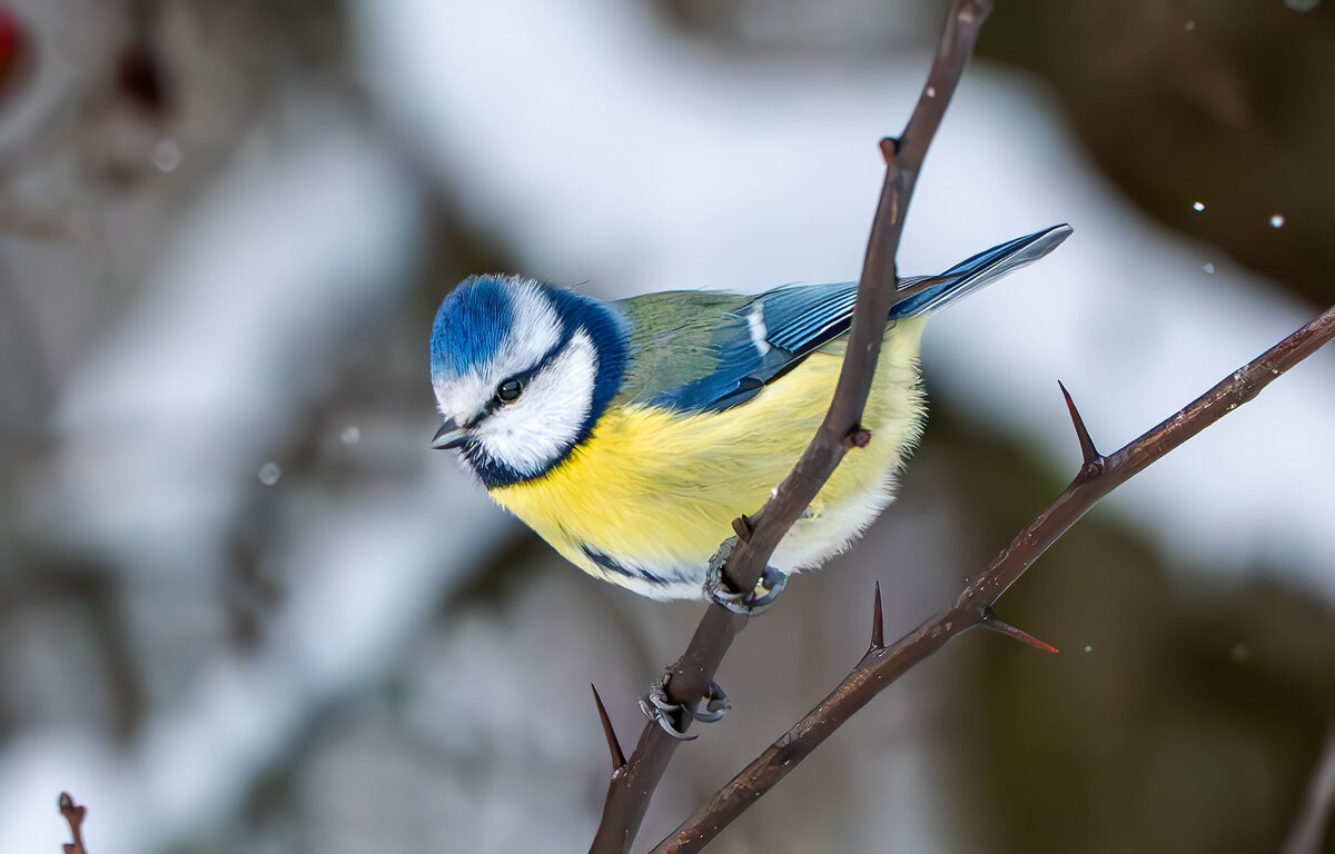 Лазоревка - Viktor Makarov
