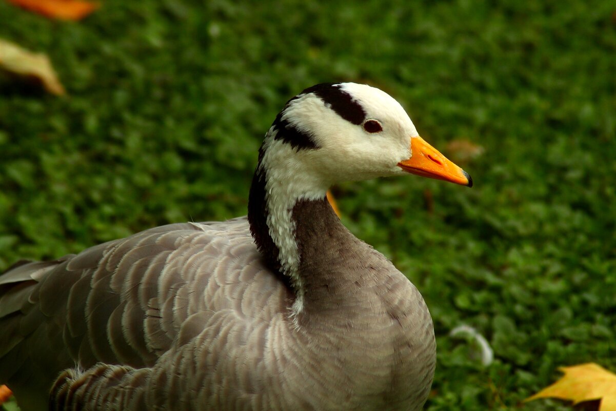 Про птичку - Юрий. Шмаков