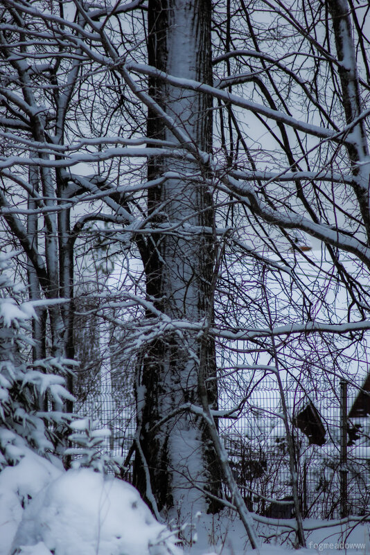 Дерево занесло снегом - fogmeadowww m