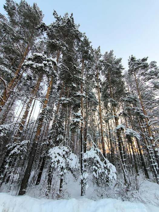 Зимний лес - Елена 