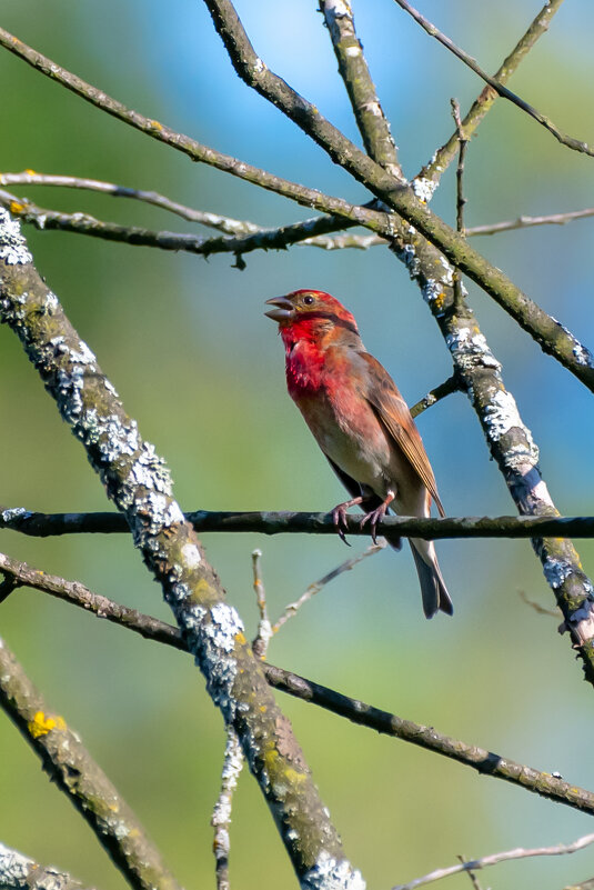 Чечевица - Владимир Лазарев