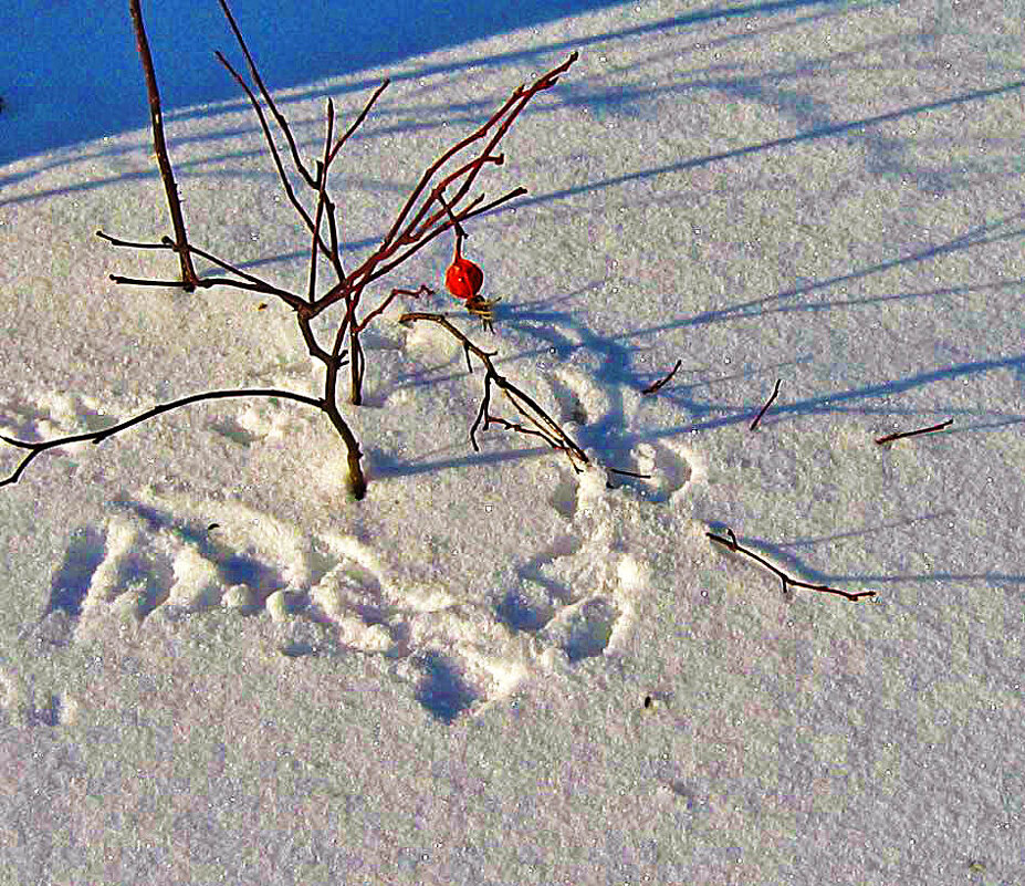 Зима...Зверьку не вкусу! - Владимир 