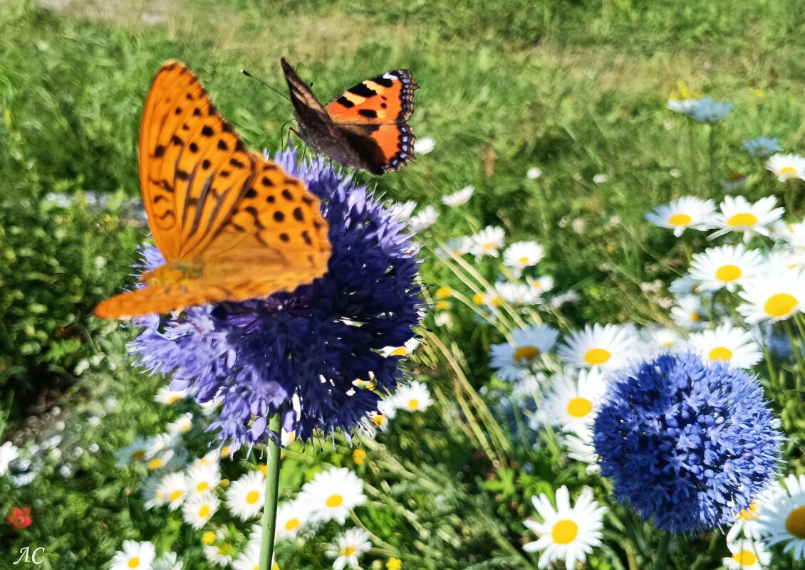 Сбор нектара - Любовь Сахарова