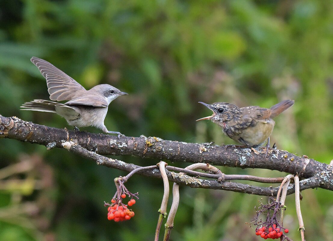 Конфликт - Михаил Белоусов