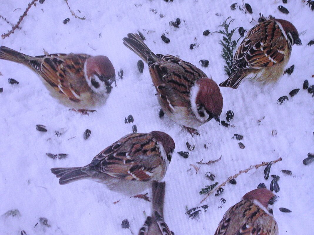 Проголодались - Людмила Смородинская