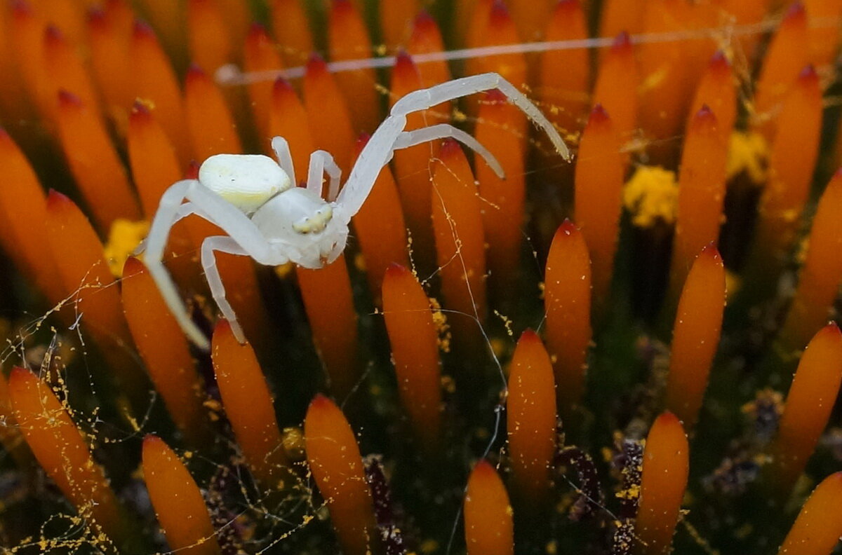 из серии " Макро мир вокруг нас..." - Николай Саржанов