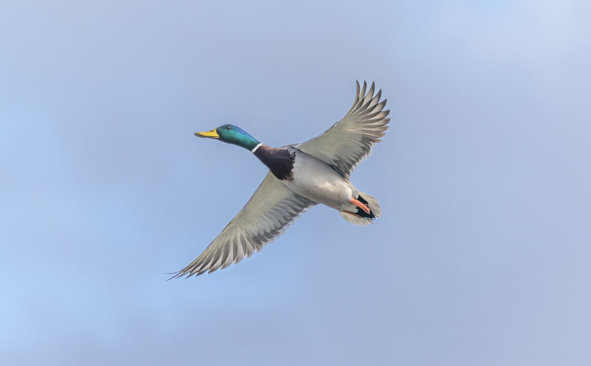 утка в полете - юрий макаров