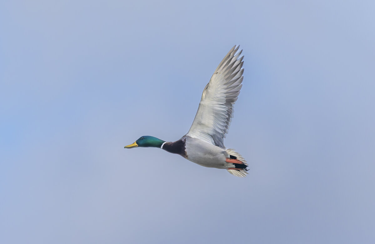 утка в полете - юрий макаров