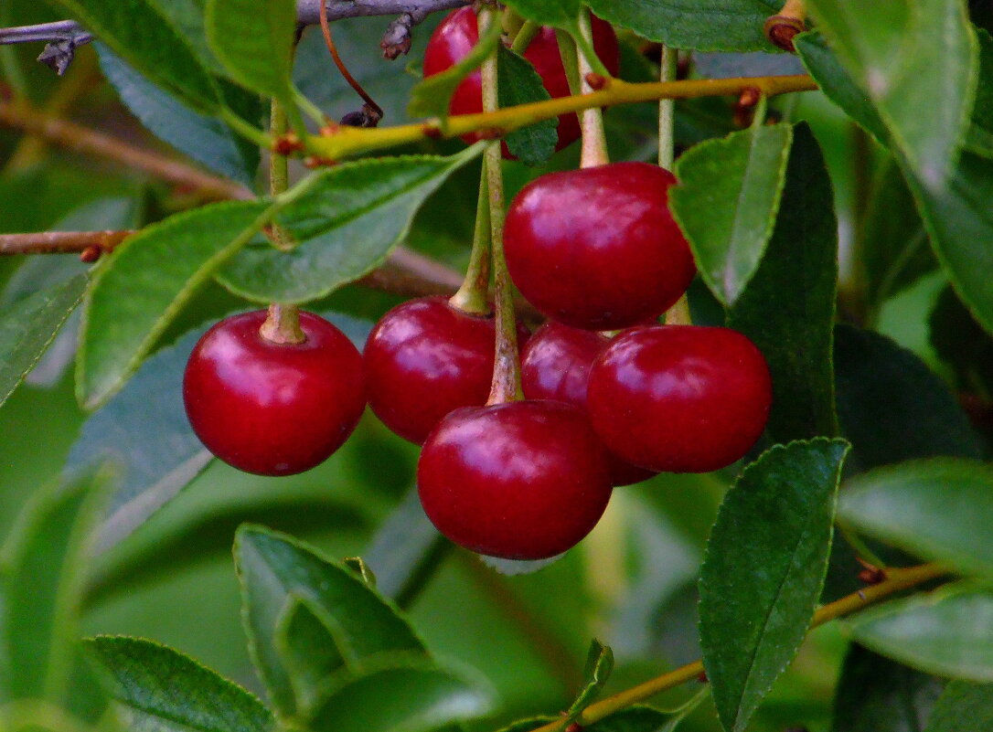 Вишенки. - nadyasilyuk Вознюк