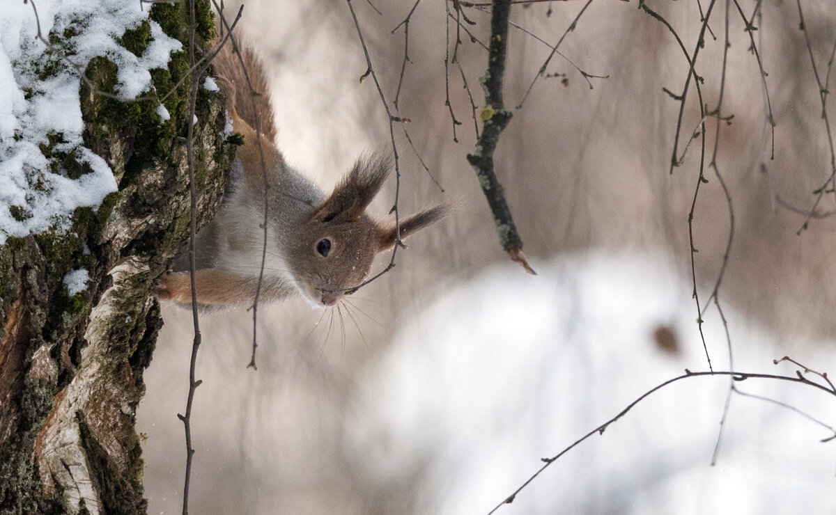 *** - Владимир Безбородов