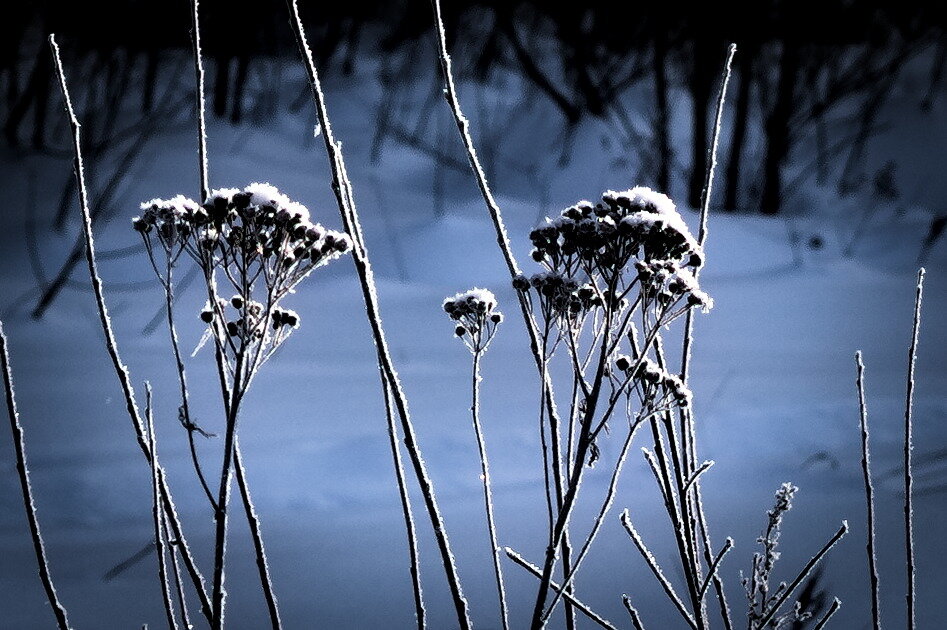 пижма - Артём 