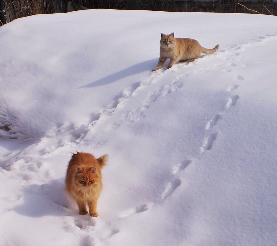 Зима - Венера Чуйкова